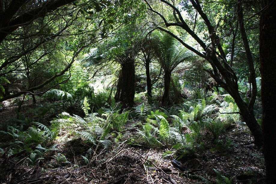 Australian Forests