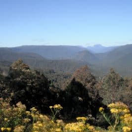 La forêt primaire de Tasmanie