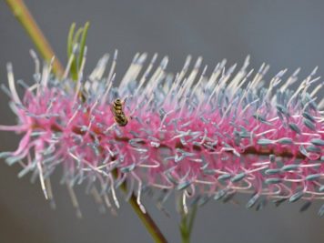 Grevillea petrophylloides (Pink Pokers)